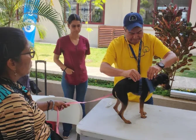  'Misión Patitas' realiza jornada masiva de esterilización en la provincia de Colón 