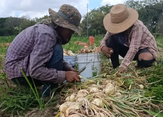   Cebolleros de Coclé buscan salida a sobreproducción ante llegada de lluvias  