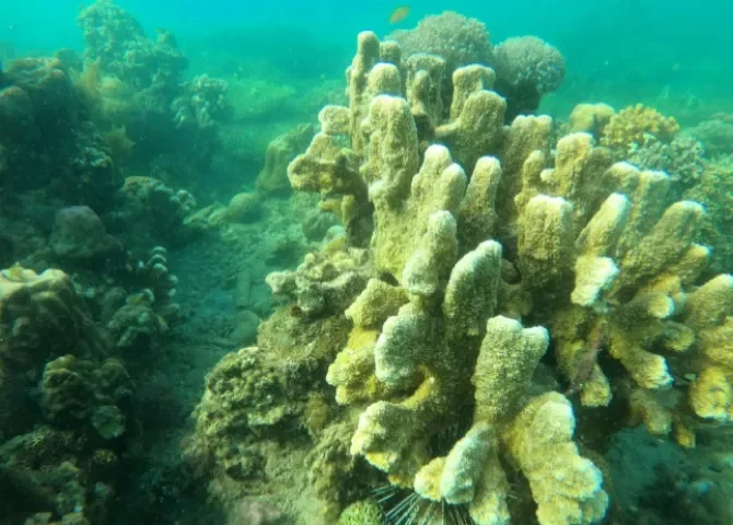  Foto:  Zir YU/Pexels 