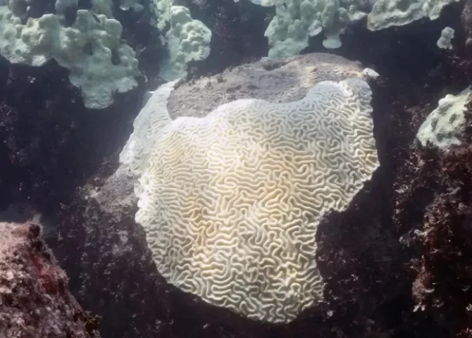  Fotografía del 2023 cedida por la Oficina Nacional de Administración Oceánica y Atmosférica (NOAA) que muestra el blanqueamiento de corales en Cheeca Rocks, en los Cayos de Florida (Estados Unidos). EFE/ Oficina Nacional de Administración Oceánica y Atmosférica 